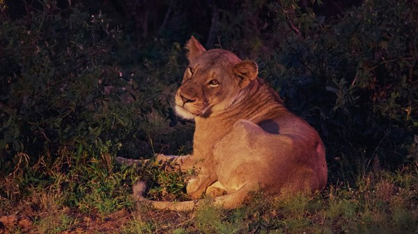 Comment organiser une croisière qui propose des excursions pour observer les lions en Afrique?